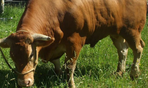 Non,  la viande n’est pas indispensable à la bonne santé